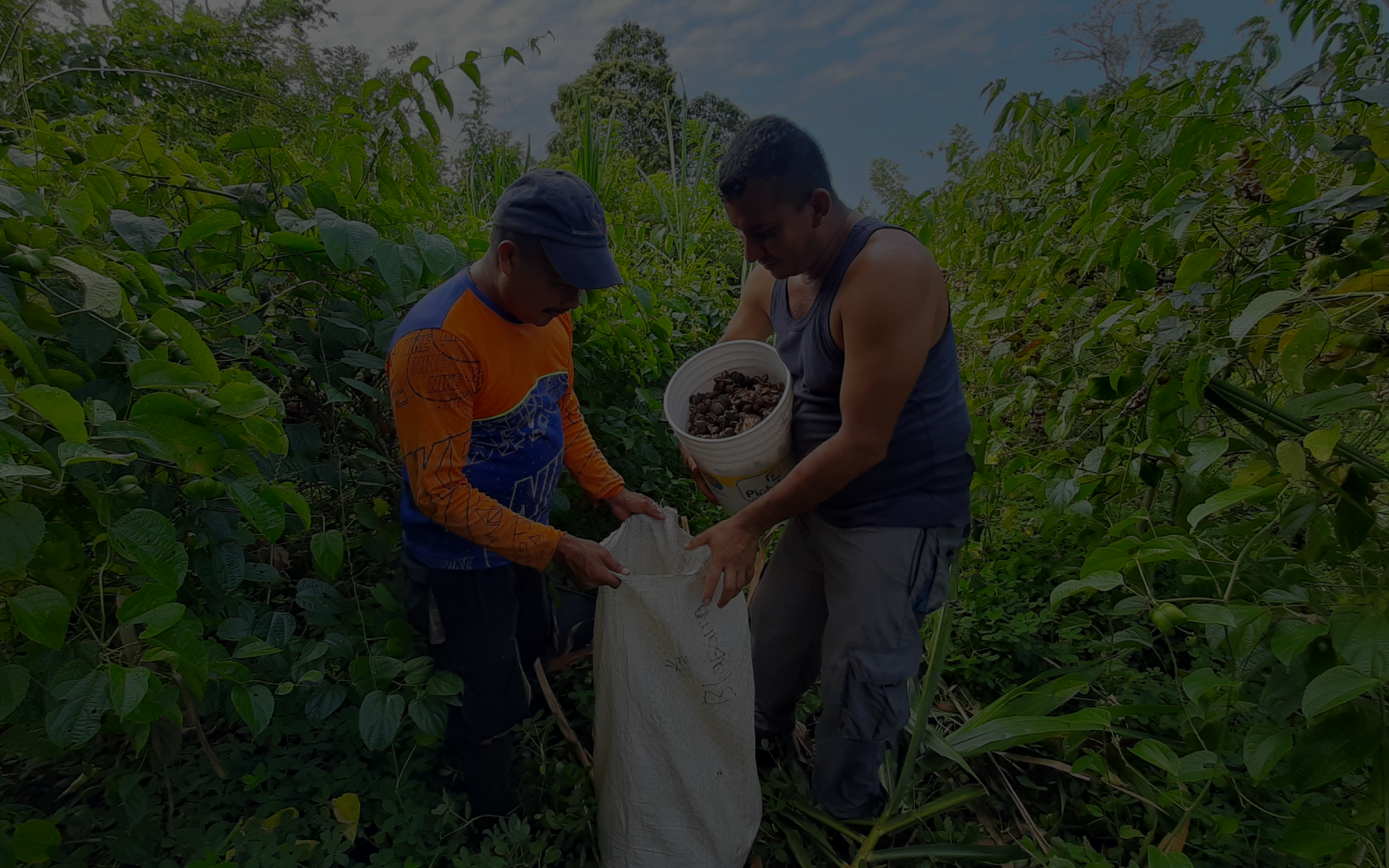 PROYECTOS PRODUCTIVOS