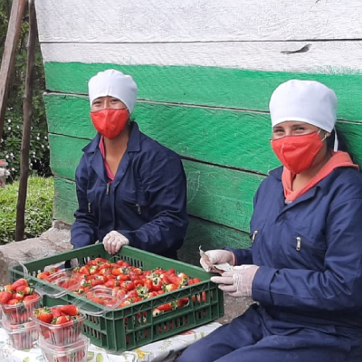 Provecto de fresas en Viotá